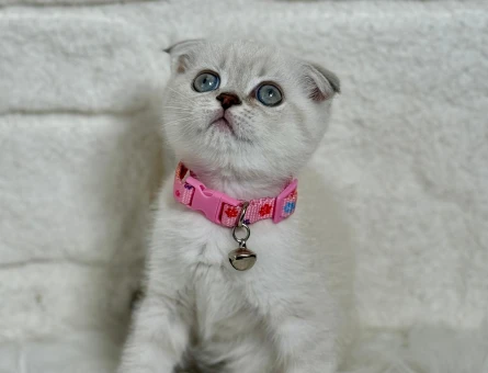 Scottish Fold Dişi 2 Aylık