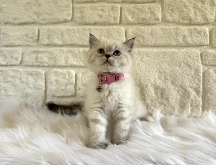 British Shorthair Lynx Point Dişi Yavrumuz