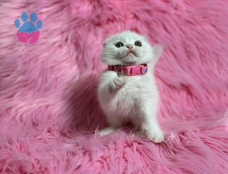 Scottish Fold Beyaz Dişi 2 Aylık