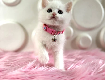 British Shorthair Beyaz Dişi 2 Aylık