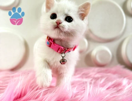 British Shorthair Beyaz Dişi 2 Aylık