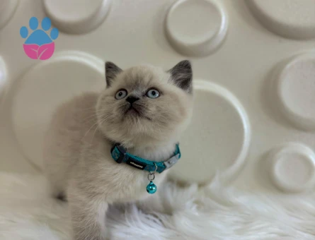 British Shorthair Bluepoint Çakırbeyli Erkek