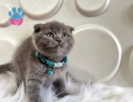 Scottish Fold Erkek Gri 2 Aylık