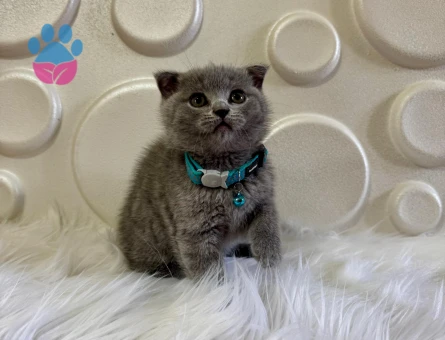 Scottish Fold Erkek Gri 2 Aylık
