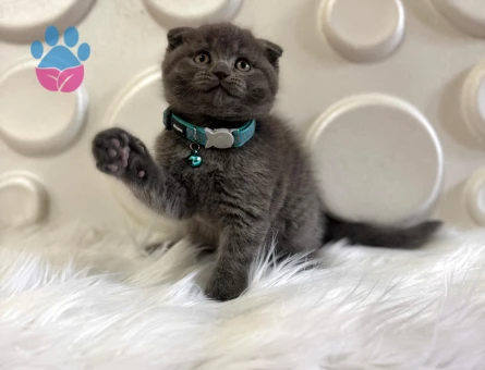 Scottish Fold Erkek 2 Aylık Topaça Kafa Gri