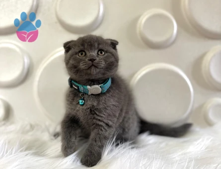 Scottish Fold Erkek 2 Aylık Topaça Kafa Gri