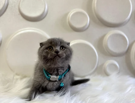 Koca Kafa Gri Scottish Fold Erkek