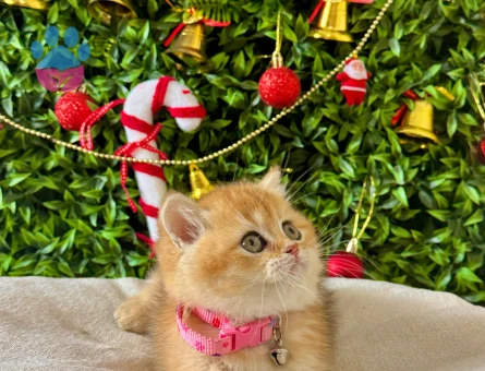 British Shorthair Golden 2 Aylık Dişi