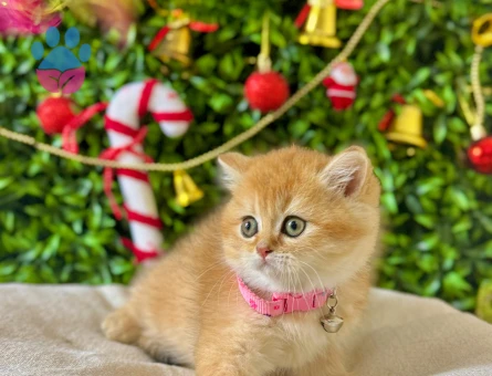 British Shorthair Golden 2 Aylık Dişi