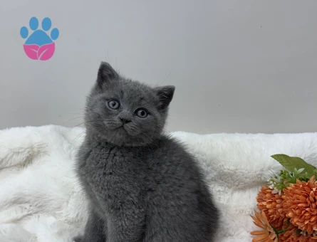 Efsane güzellikte ayıcık suratlı Pofidik yavrular