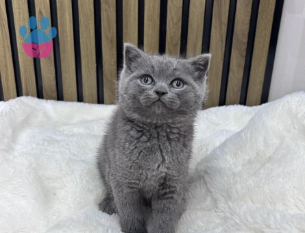 Efsane güzellikte ayıcık suratlı Pofidik yavrular