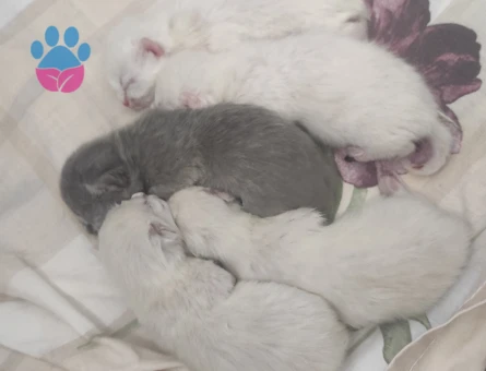 British Shorthair Yeni Doğan Yavrular