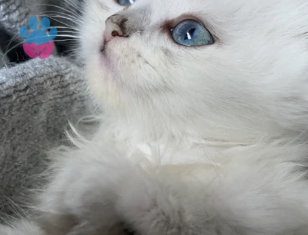 British longhair 2 Aylık Yavrumuz