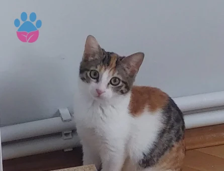 6 Aylık Tekir Dişi