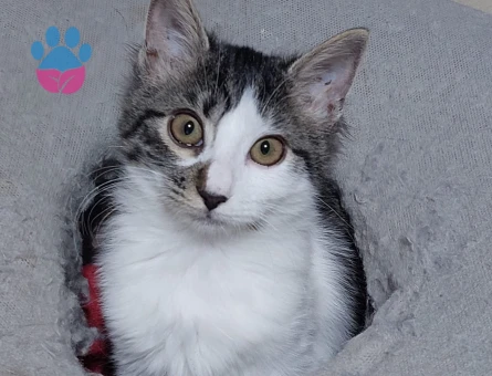 6 Aylık Tekir Dişi