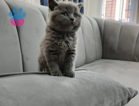 British Shorthair 1,5 Aylık