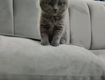 British Shorthair 1,5 Aylık