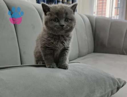 British Shorthair 1,5 Aylık
