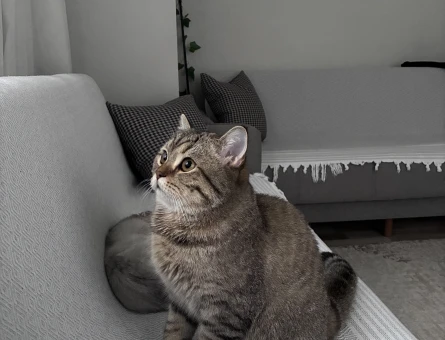 British Shorthair Erkek Kısır 8aylık