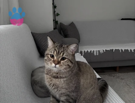 British Shorthair Erkek Kısır 8aylık