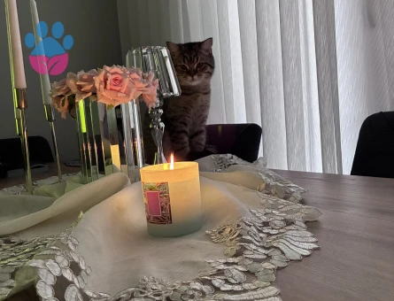 British Shorthair Erkek Kısır 8aylık
