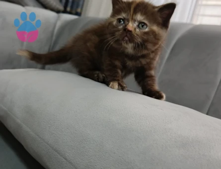 British Sorthair 1,5 Aylık Yavrumuz