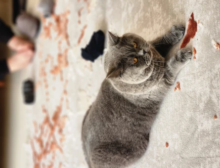 British Shorthair 3 Yaşında Kedim Yuva Arıyor