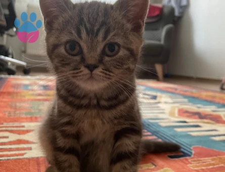 Sevimli British Shorthair 2 Aylık