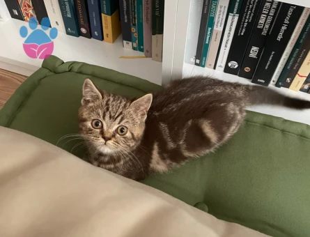 Sevimli British Shorthair 2 Aylık