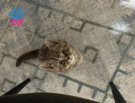 Sevimli British Shorthair 2 Aylık