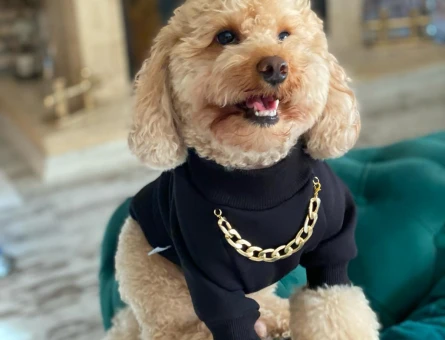 Toy Poodle 4 Yaşında Yuva Arıyor