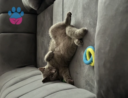 British Shorthair 1 Yaşında Yuva Arıyor