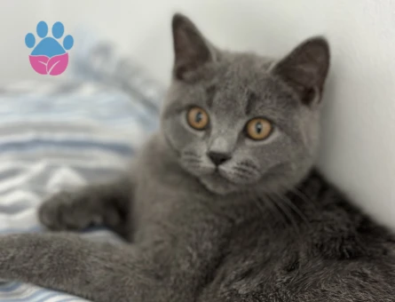 British Shorthair 1 Yaşında Yuva Arıyor