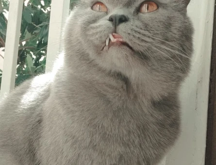 British Shorthair 2 Yaşında