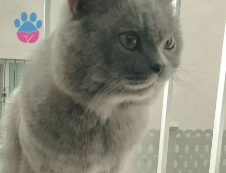 British Shorthair 2 Yaşında