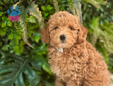 Erkek ve Dişi Toy Poodle Yavrularımız