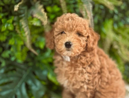 Orijinal Toy Poodle Yavrularımız 2 Aylık