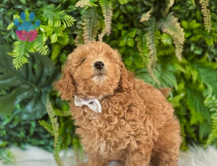 Orijinal Toy Poodle Yavrularımız 2 Aylık