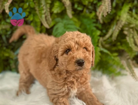 İlk Aşıları Tam Toy Poodle Yavrularımız