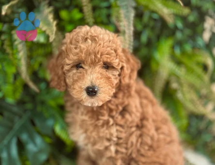 orjinal dişi ve erkek toy poodle yavrularımız.