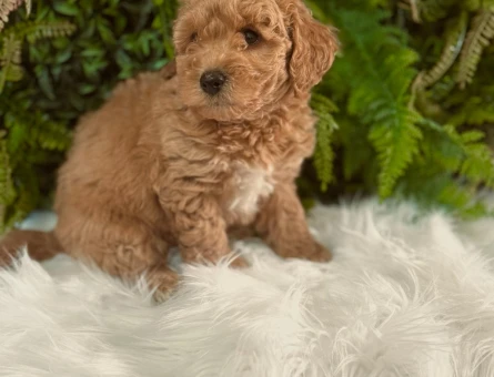 2 Aylık Muhteşem Güzellikte Toy Poodle Yavrularımız