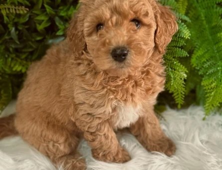 Toy Poodle 2 Aylık Yavrularımız Dişi ve Erkek