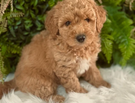 Safkan Toy Poodle Yavrularımız 2 Aylık