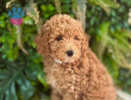Safkan Toy Poodle Yavrularımız 2 Aylık