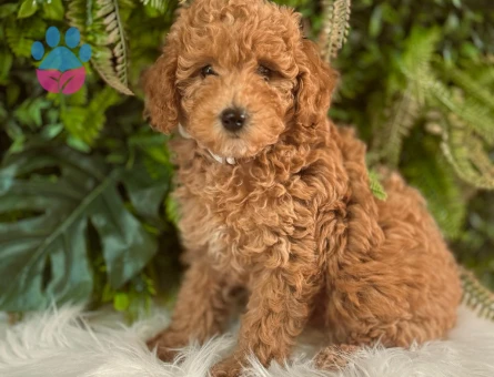 0 numara orjinal dişi ve erkek toy poodle yavrularımız.
