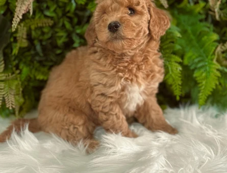 0 numara orjinal dişi ve erkek toy poodle yavrularımız.