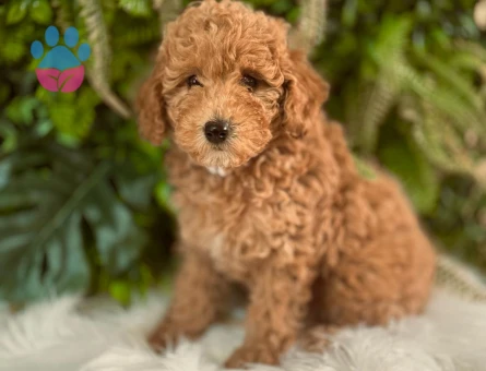 0 numara orjinal dişi ve erkek toy poodle yavrularımız.