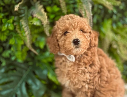 Safkan Toy Poodle 2 Aylık Yavrularımız