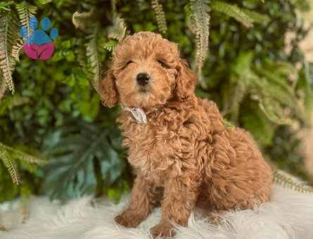 Safkan Toy Poodle 2 Aylık Yavrularımız