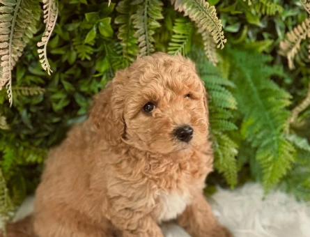 Safkan Toy Poodle Yavrylarımız 2 Aylık